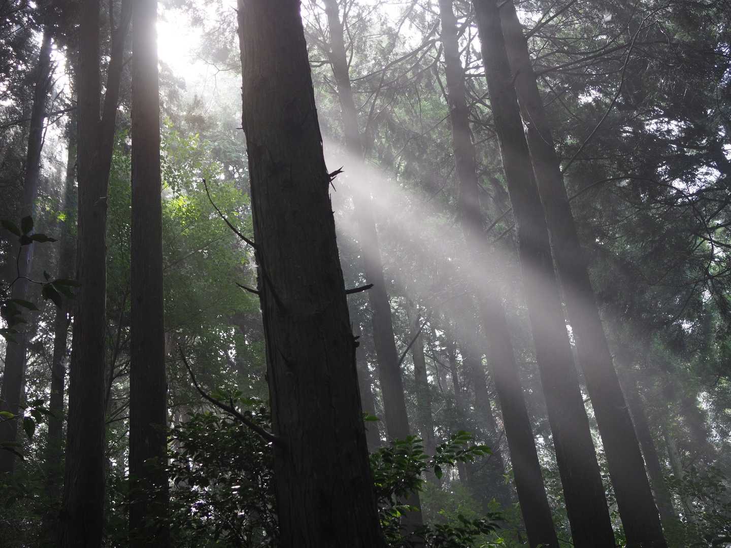 雨上がり
霧が立ち込める中光が差して
美しい光芒が見れました