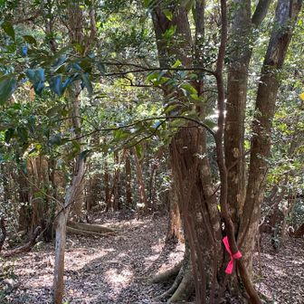 下山します　はっきりとした登山道が無いので
ピンクリボンを頼りに歩く