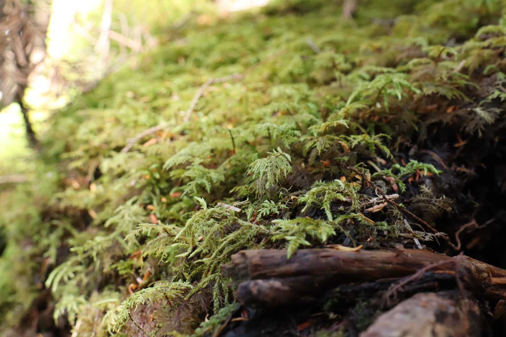 白駒池コース | 苔むした原生林と神秘の水面。北八ヶ岳特有の情景を見下ろす岩峰の写真