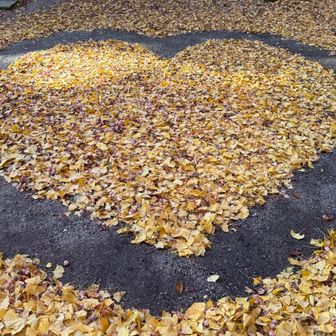 宮司の案らしいです。
銀杏取りにおいで〜と言われました🤭