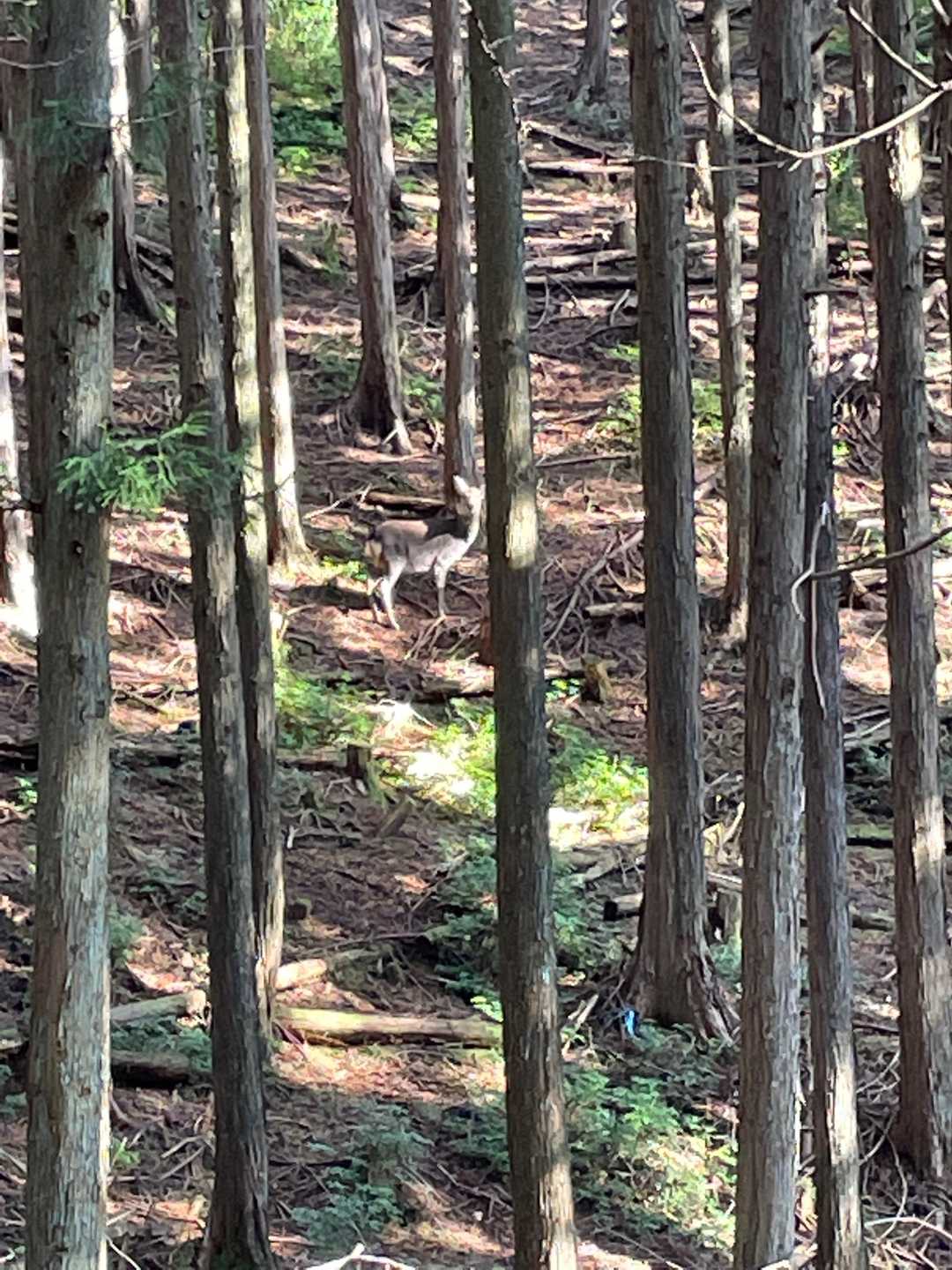木と一体化してるシカさん🦌