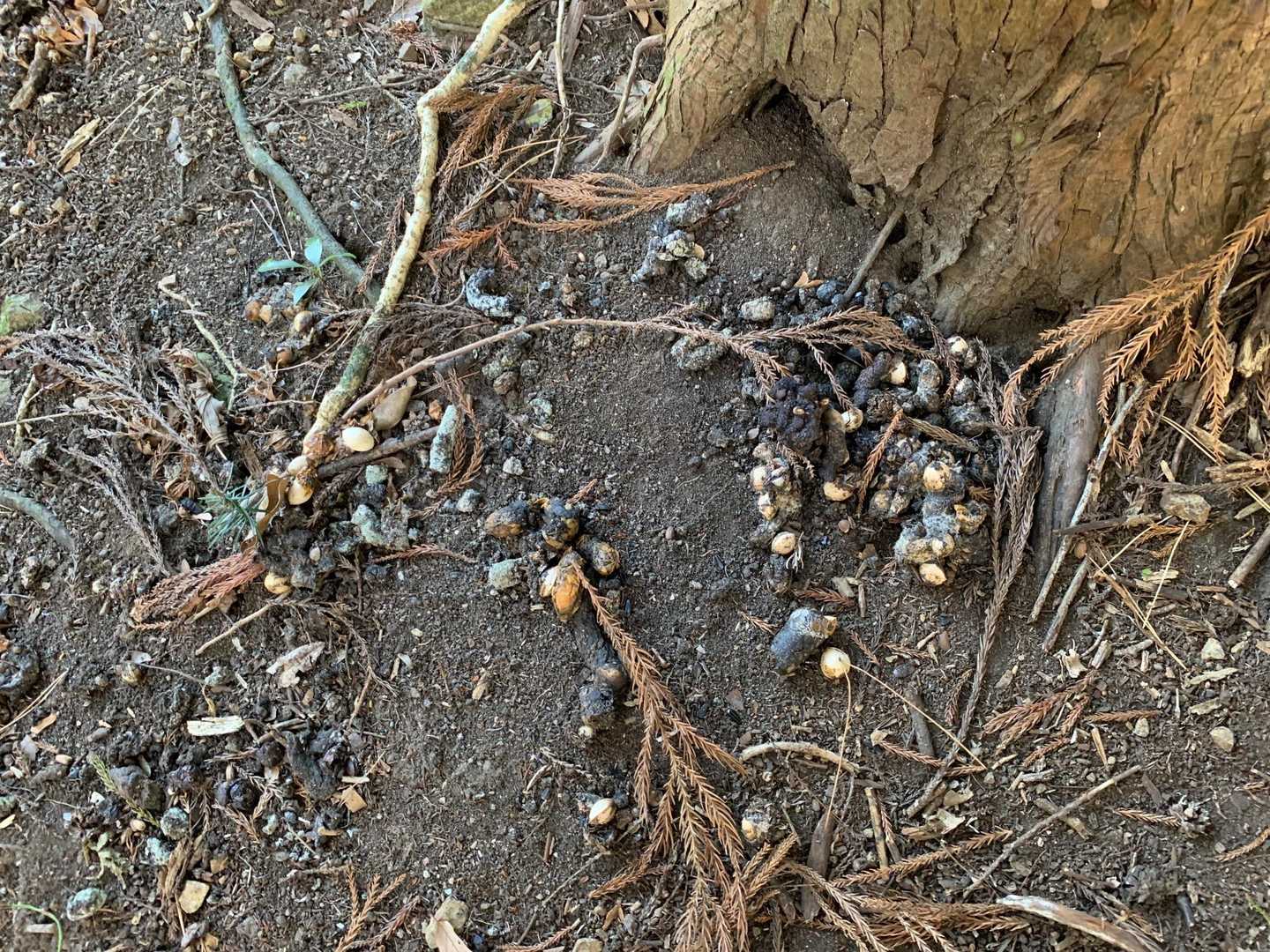 銀杏がそのまんま
歩けない、飛べない植物の子孫繁栄の作戦は見事✌️
