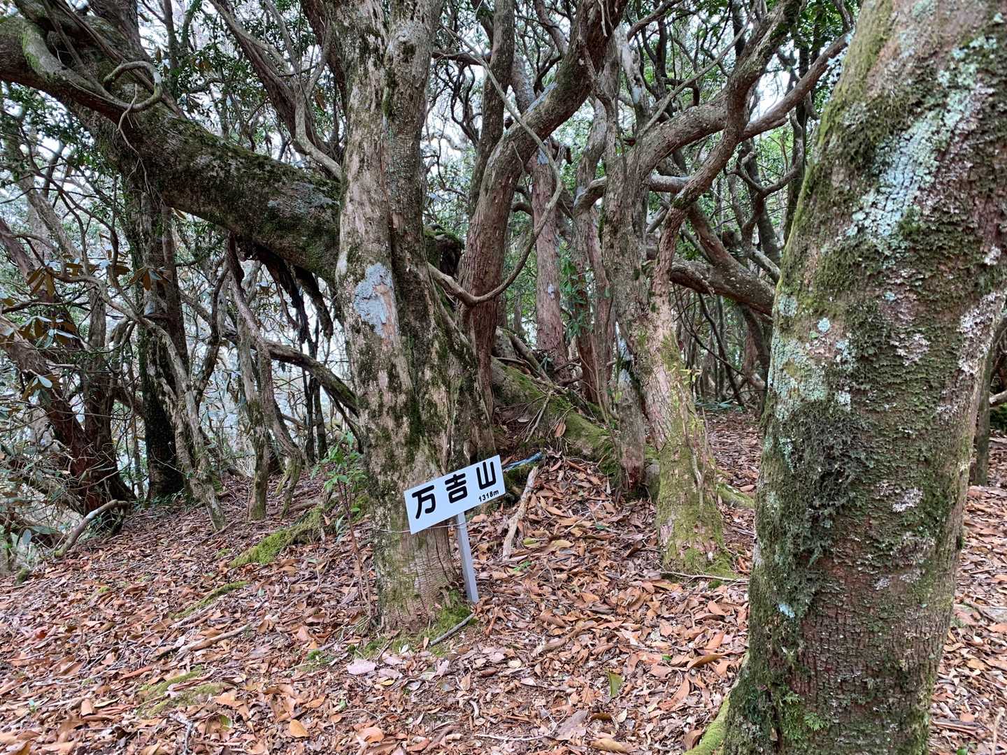 いやあ、てこずった。

一気に行こう。