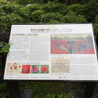 つつじ山到着🚩