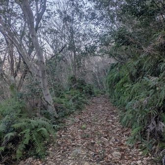 シダが多いということは