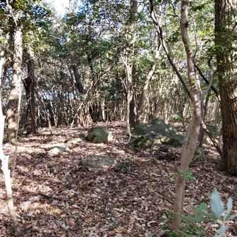 ランドマーク方向へ導かれるようにピンクリボンがあったので本道を外れるように登っていった⬆️