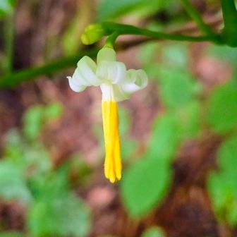 ウリノキ、クルリン✨️
猿毛岳で見たのは5/31、鋸山は遅め