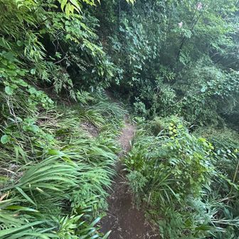 人の多い一号路から打って変わって静かに
道も狭く、赤土の滑りやすい箇所も