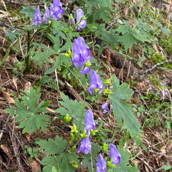 初めて見たトリカブトの花🪻
根だけでなく、花や葉にも毒があるとのことです😨