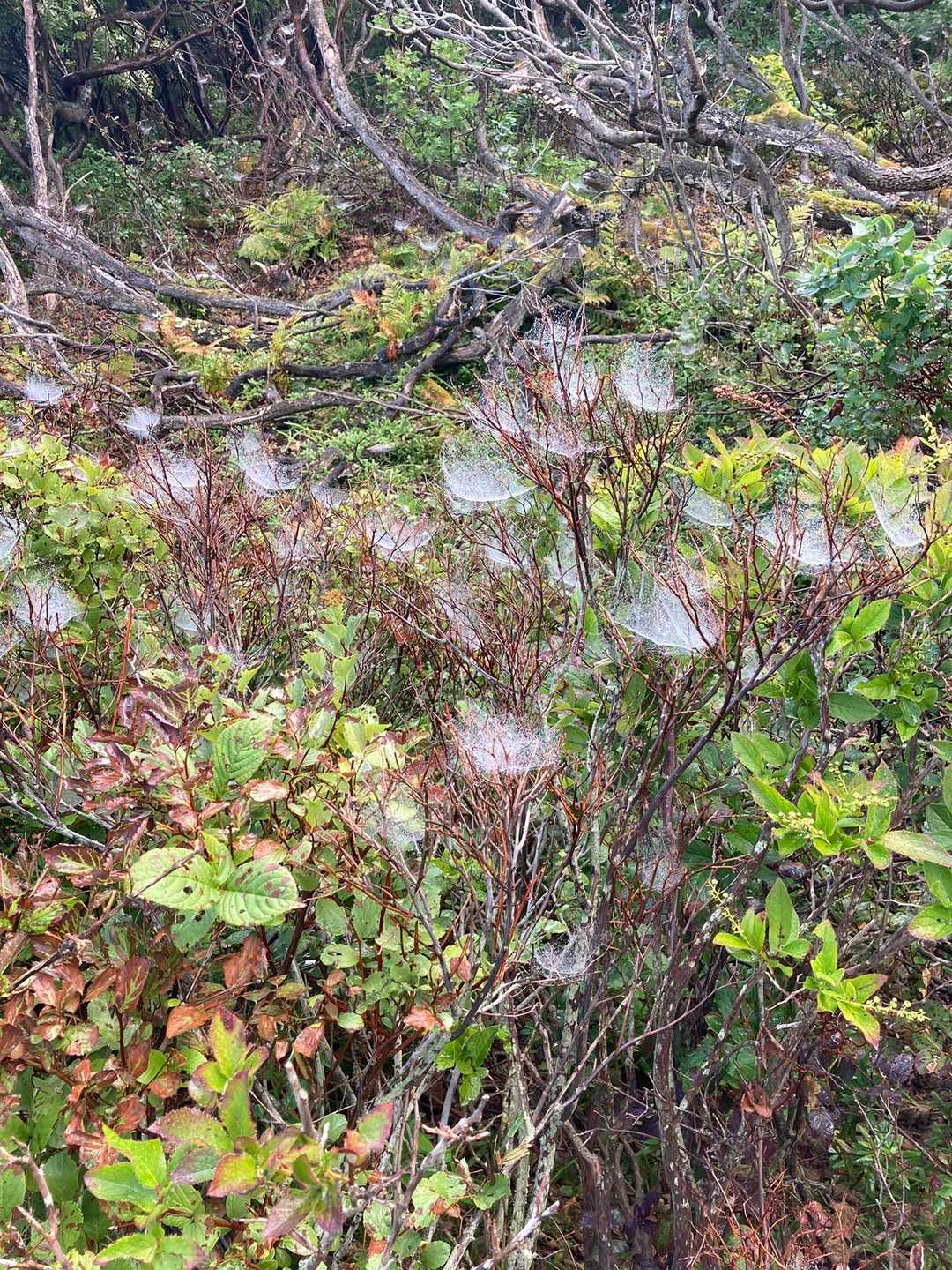蜘蛛の巣？お花みたい🌸
芸術的で見事。どんな風に作成してるんだろう🧐
たくさん咲いてます♪