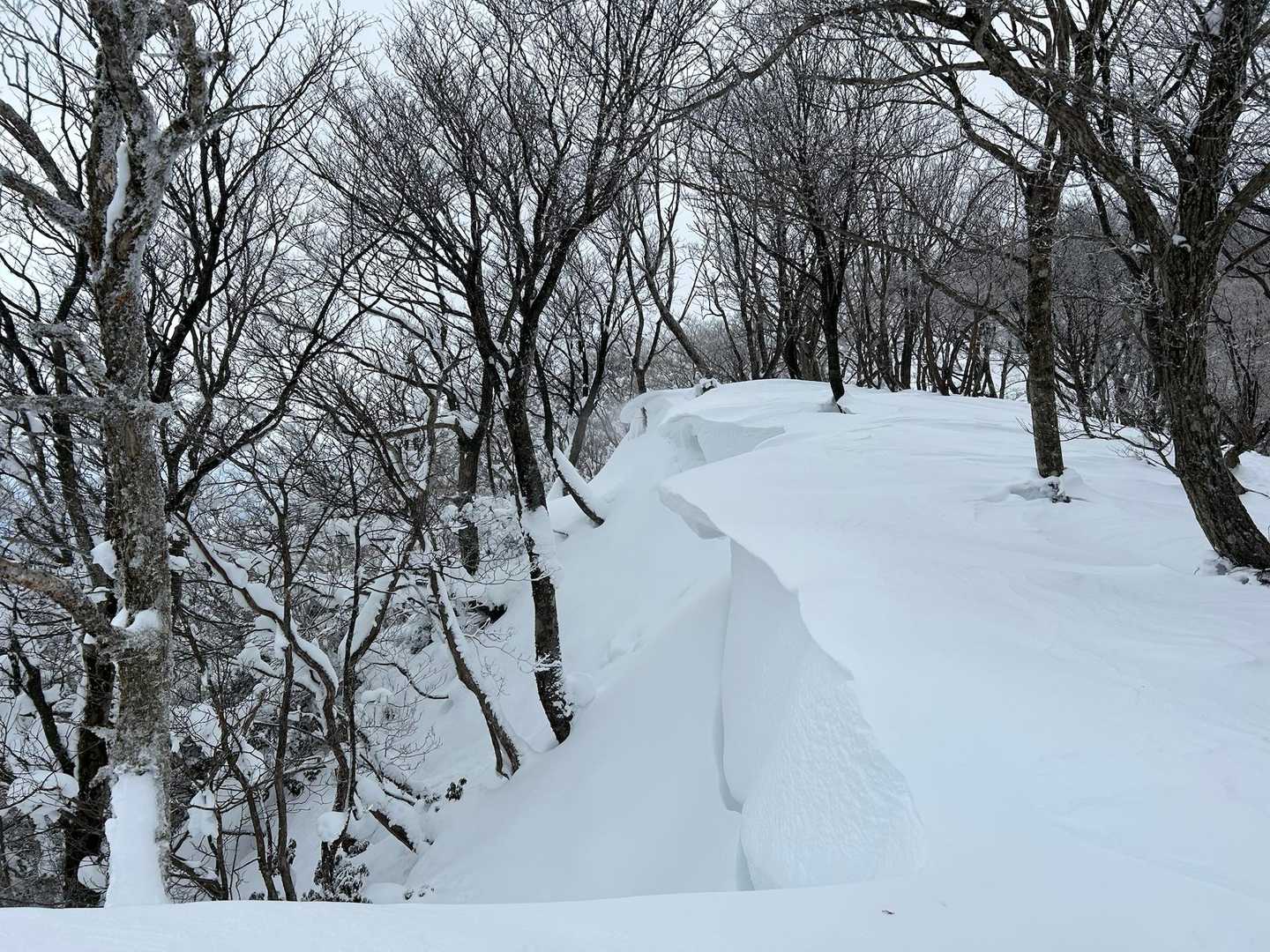 アラキ峠-権現山 往復コースの写真