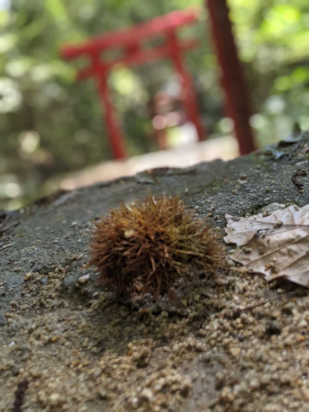 一礼して登り始めます。