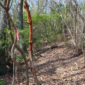 こんな感じで少し登れば