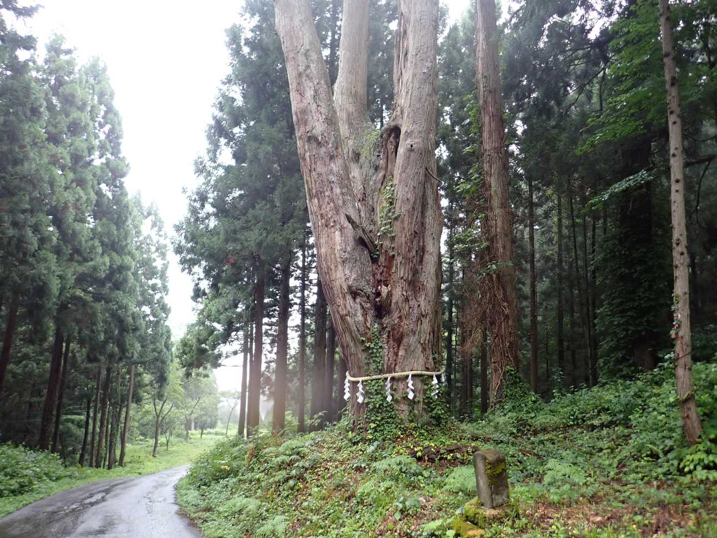御神木っぽい立派な木。