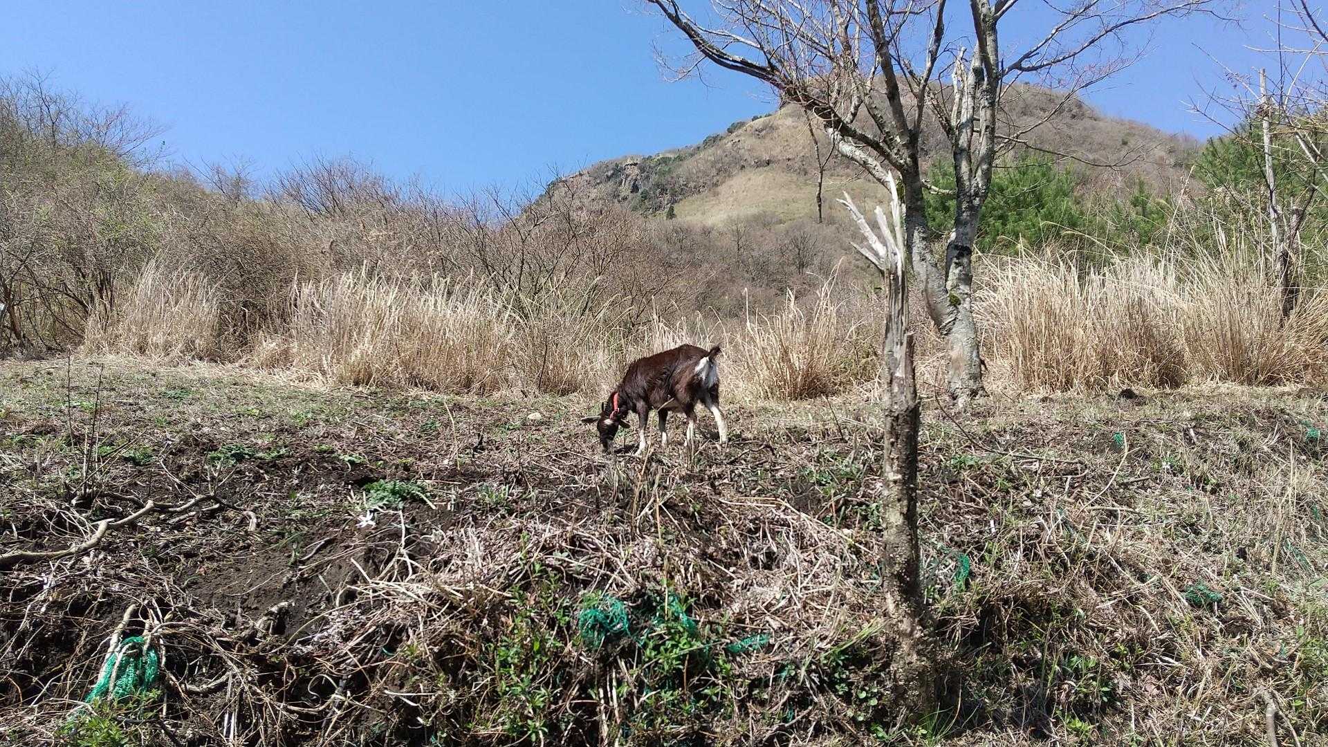 ちょっと上に、黒色の🐐山羊がいました。