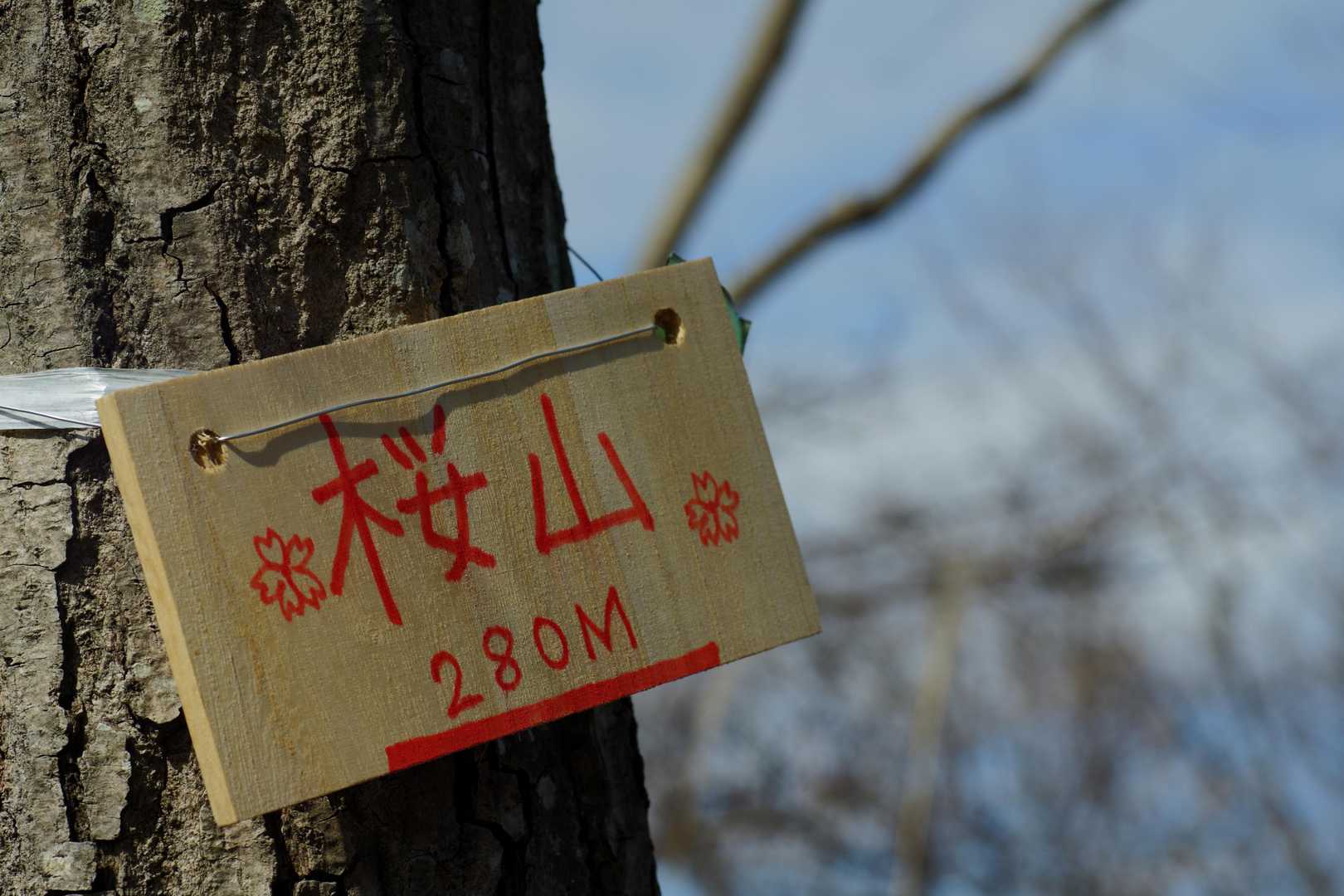進んで桜山🌸
