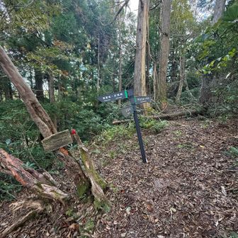 杉尾峠分岐…ですが、京大の研究林エリアなので届け出が必要