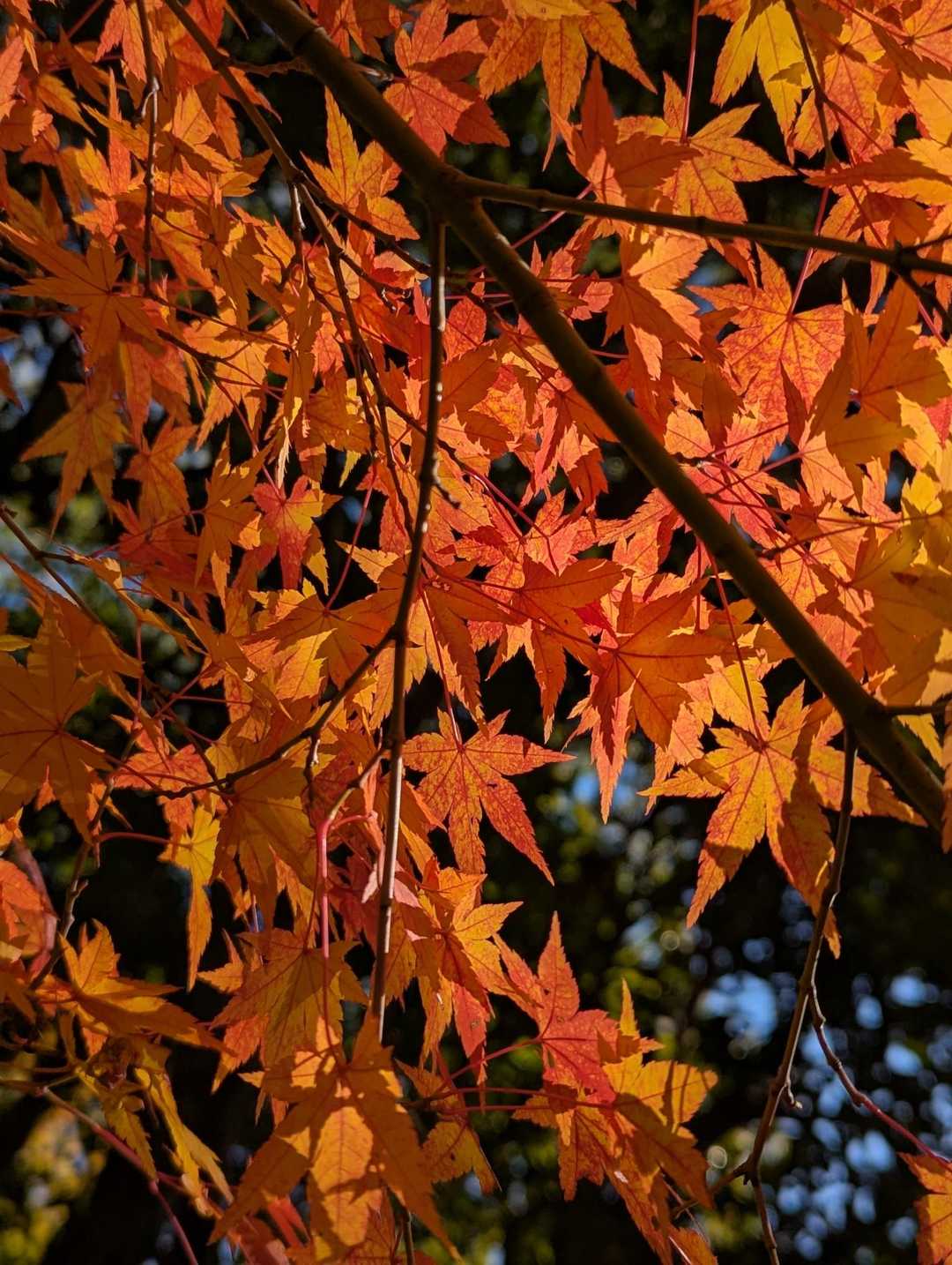 五月山公園大広寺バス停-五月山 往復コースの写真