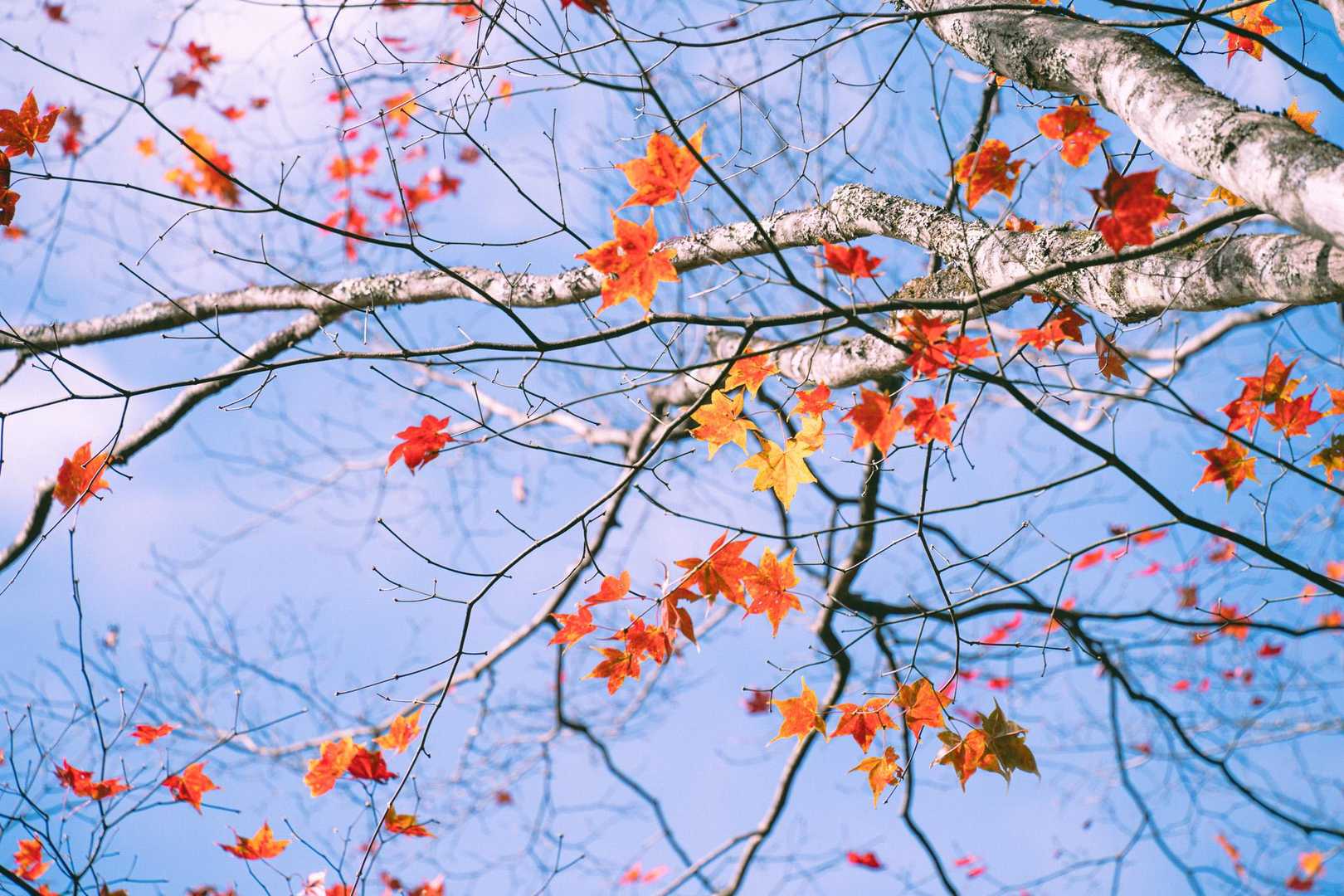 少ない紅葉もまた良い