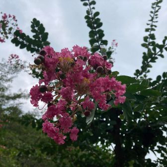 目的のお花は見つけられないまま下山です
サルスベリ