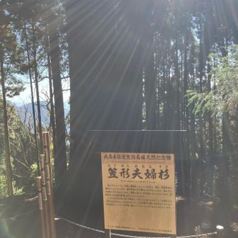 県天然記念物の夫婦杉。