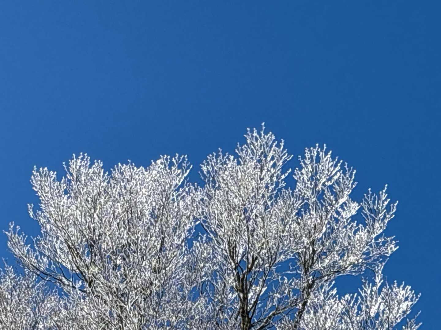 まだ残ってた❄️