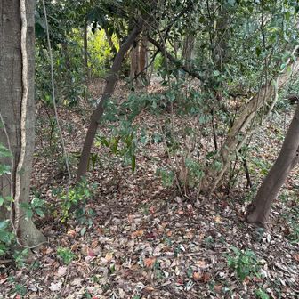 ここらが山頂か？