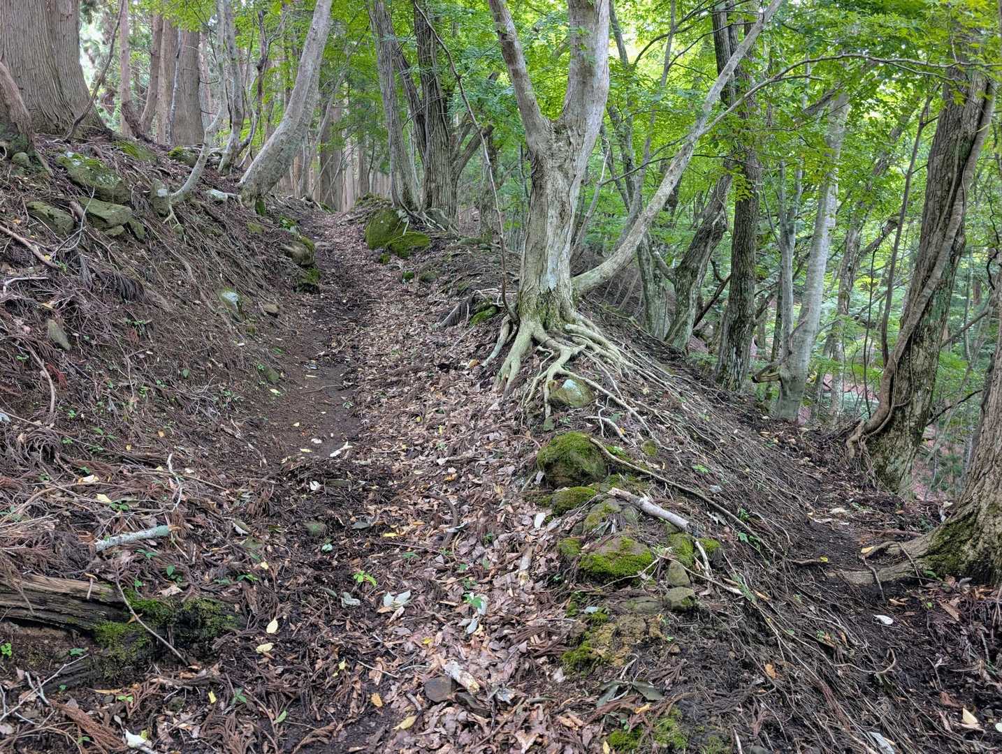 視界も割と通って、気持ちいいハイキングコースの様な道が続く♪😙
ずっとこのまま山頂まで続いてくれればいいのに…😆