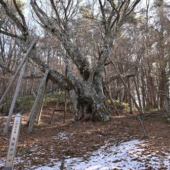 丸尾のブナ。樹齢六〇〇年。