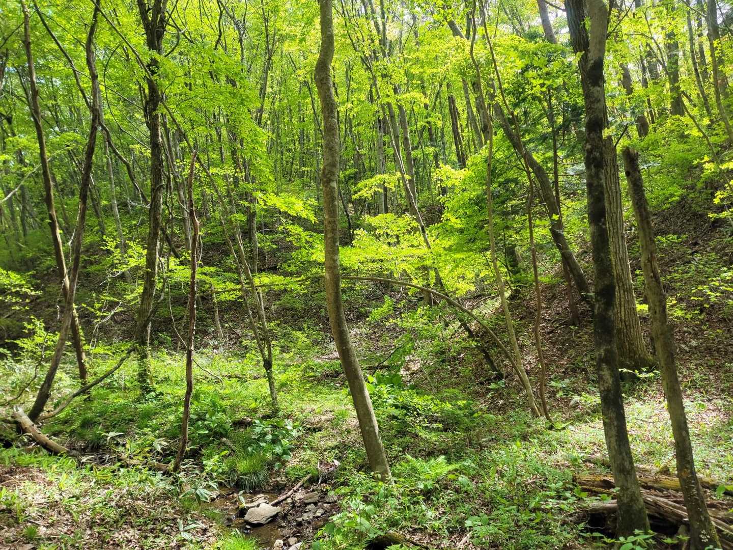 朝日山登山道西入口-朝日山 往復コースの写真