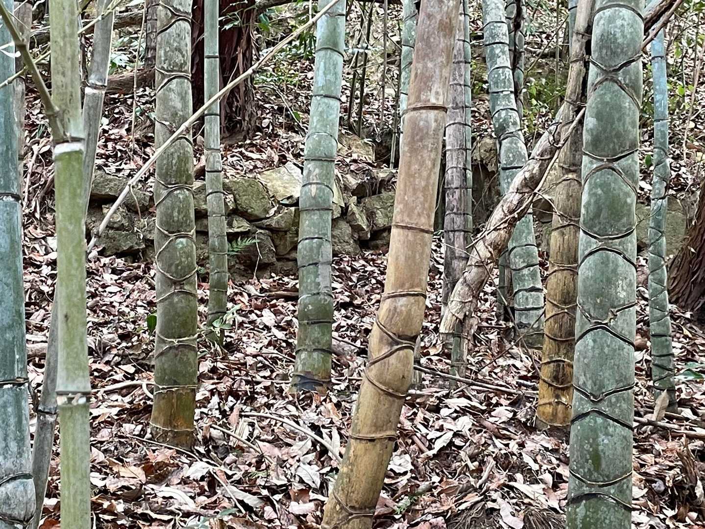 網タイツいっぱい