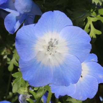 bluesky23