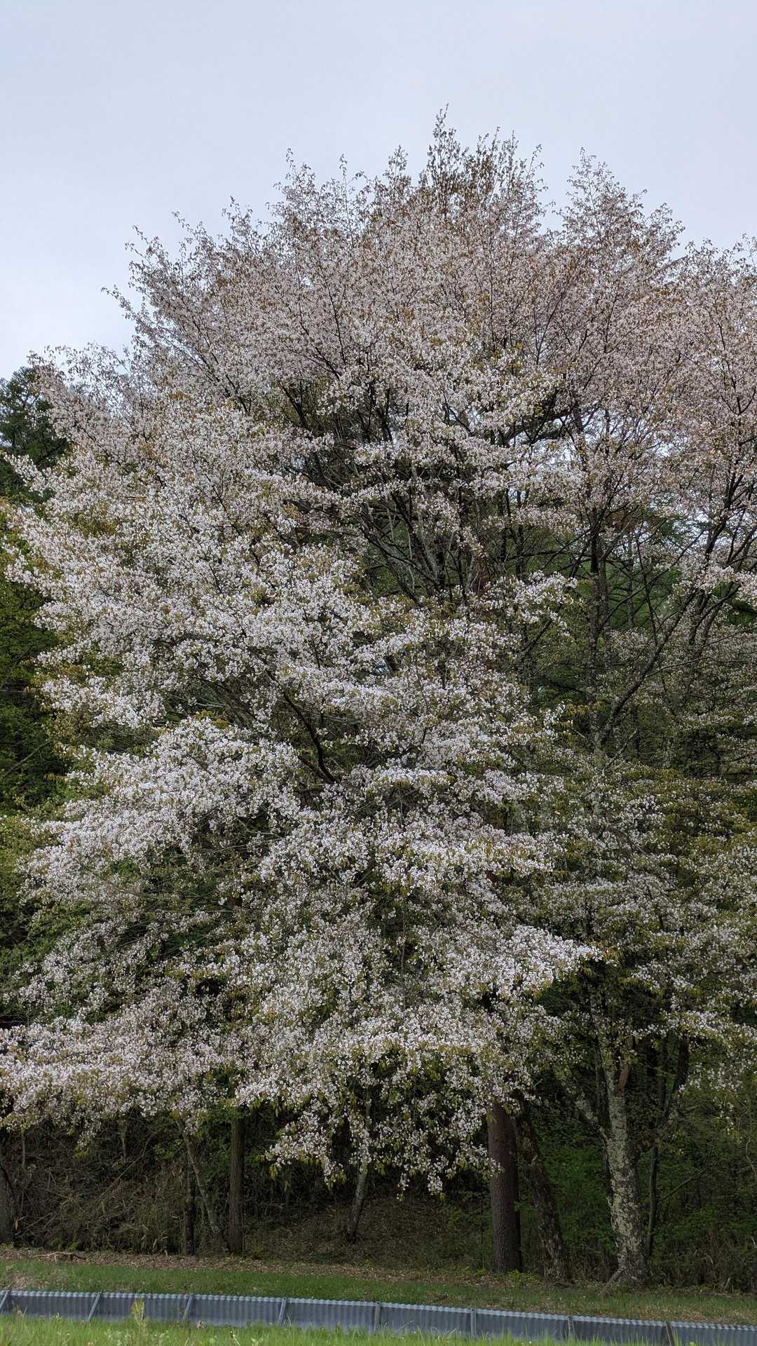静岡は葉桜ですが、さすが長野です🌸