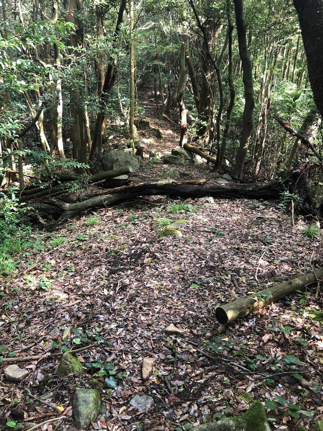 尾根歩き、龍王神社•下竜王山へ