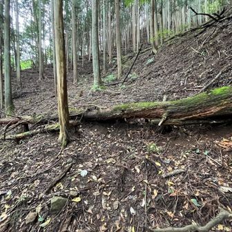 木や草が刈られてて整備されてます。ありがとう😊