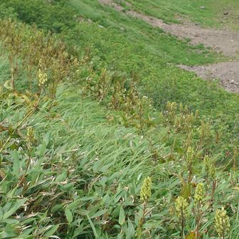 コバちゃんの実が沢山