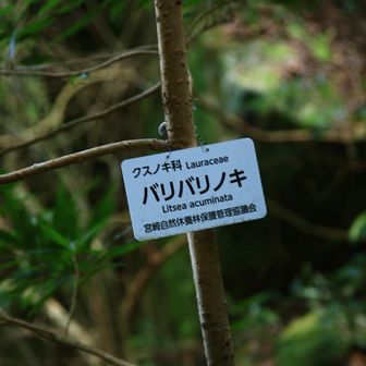 バリバリノキ🌴
どんな音がするの？
やっぱりバリバリって⁉️笑
