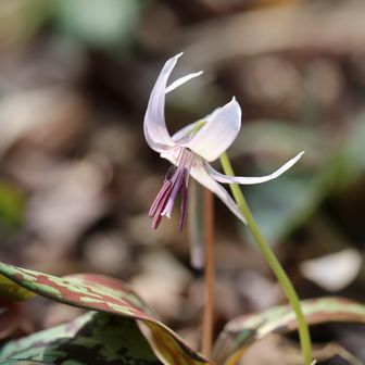 デジカメ版
白色は一つだけ見つけることができた