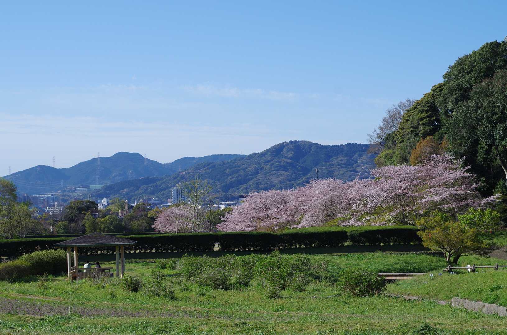 脊振山系と🌸