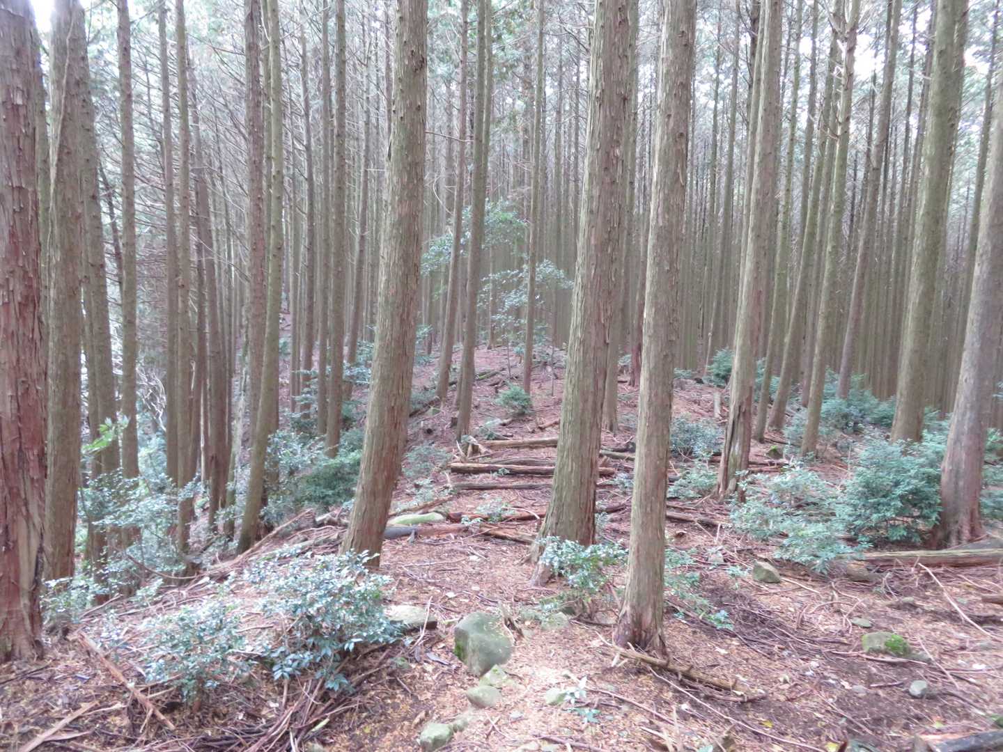 人工林の尾根道