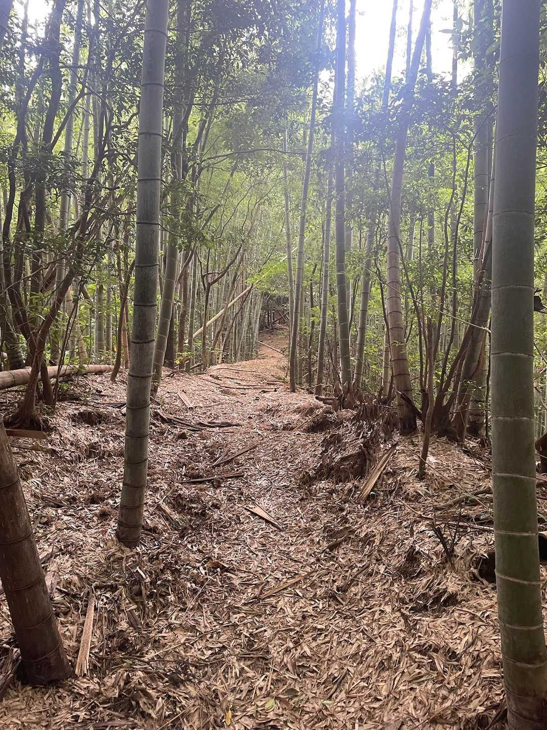💩注意⚠️