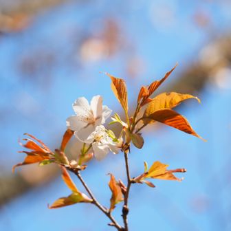 山頂では山桜がチラホラ
ここから先は全てマクロレンズで撮影