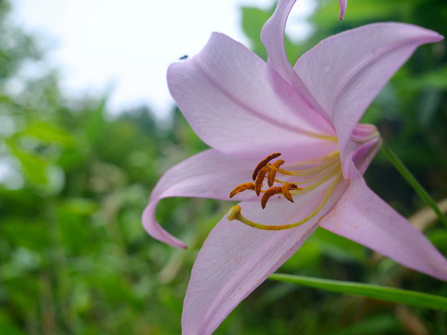 山頂付近にもササユリ🌸