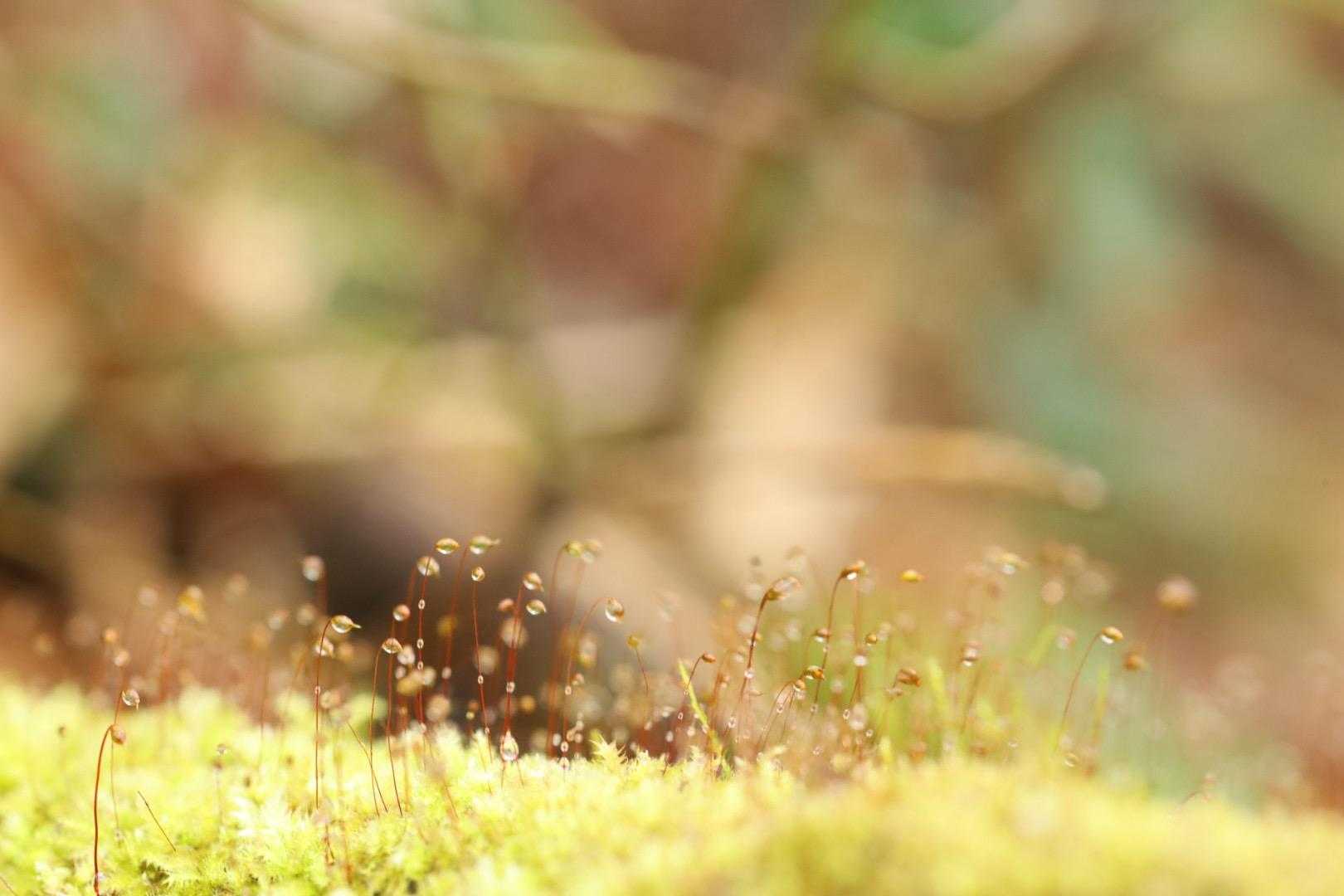 またまた水滴
