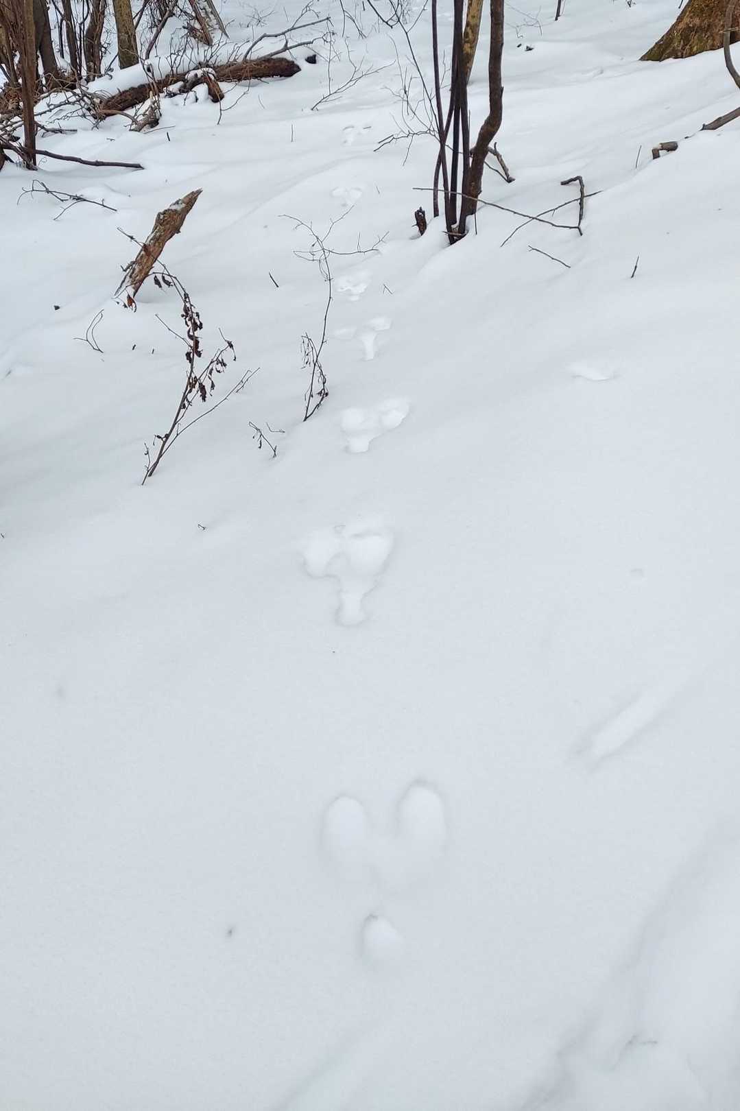 ウサギ🐇の足跡