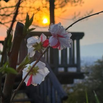                              花桃🌸と夕日
