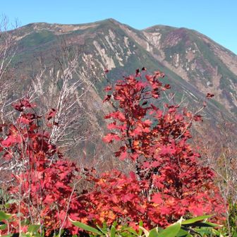 ミネカエデの向こうに仙ノ倉山