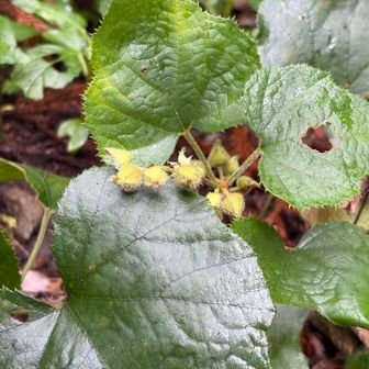 イワタバコの花が終わったあとかな……、うーんわからん