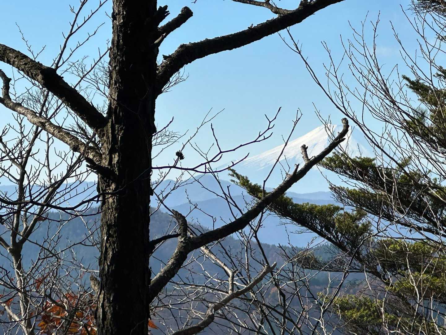 尾根の上からは綺麗な富士山見えました🗻
冬は葉が落ちているので遠くまでよく見渡せるのがいいですね