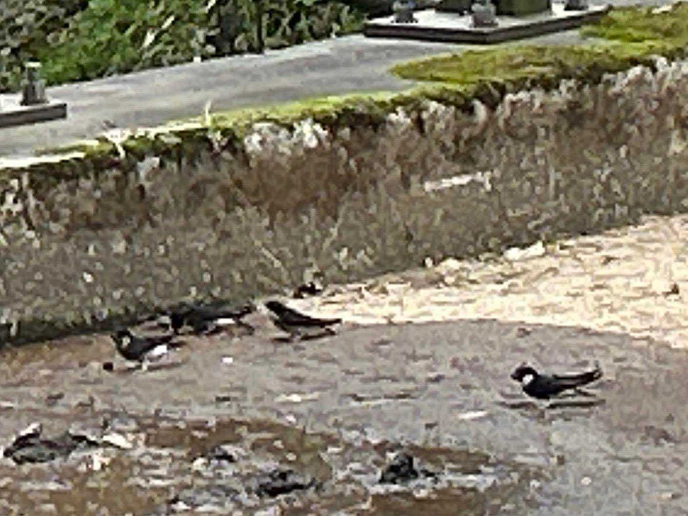 ツバメが水を飲んでいると思ったら、土を突っついている。何かいるのか？ミネラル補給か？。